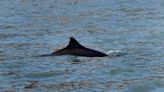 Expedition spots only 6 to 8 vaquita porpoises, the most endangered marine mammal