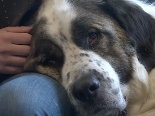 Story of Missing Dog Preparing to Reunite with Military Family After 2 Years Has People Bawling