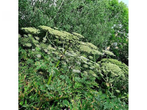 Worcester residents warned of hogweed invasion