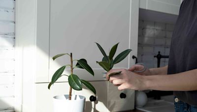 How to Propagate a Rubber Plant Successfully