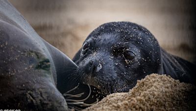 Hawaiʻi’s seals continue to exist between survival, extinction