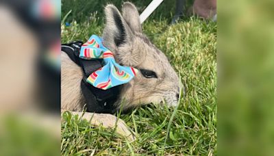 Petting zoo animals at London Pride event die after Ontario farm receives anonymous anti-2SLGBTQ+ email