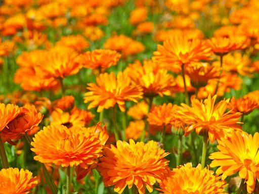 30 Best Orange Flowers for Your Garden to Add Dimension and Color