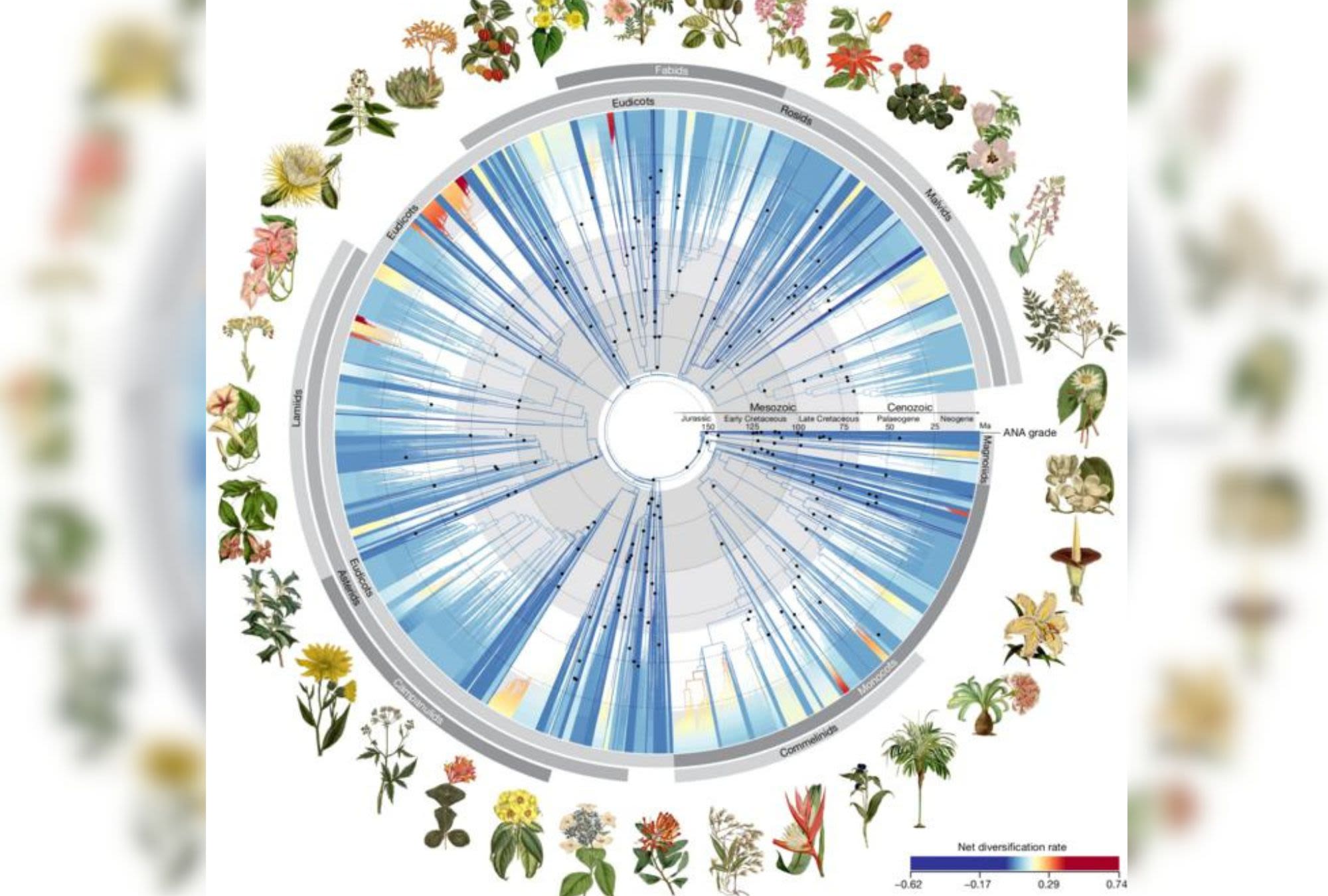 Darwin's 'abominable mystery' haunts new plant tree of life