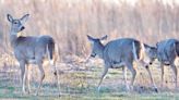 West Seneca seeks to reduce deer population as related collisions climb