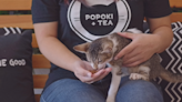 A Kaimuki cat cafe is closing and needs your help | National Pet Week 2024