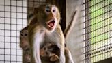 A biomed company wanted to house 43,000 monkeys near Houston. The neighbors were not happy.