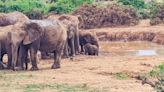 Watch: Elephant family work together to save baby stuck in mud