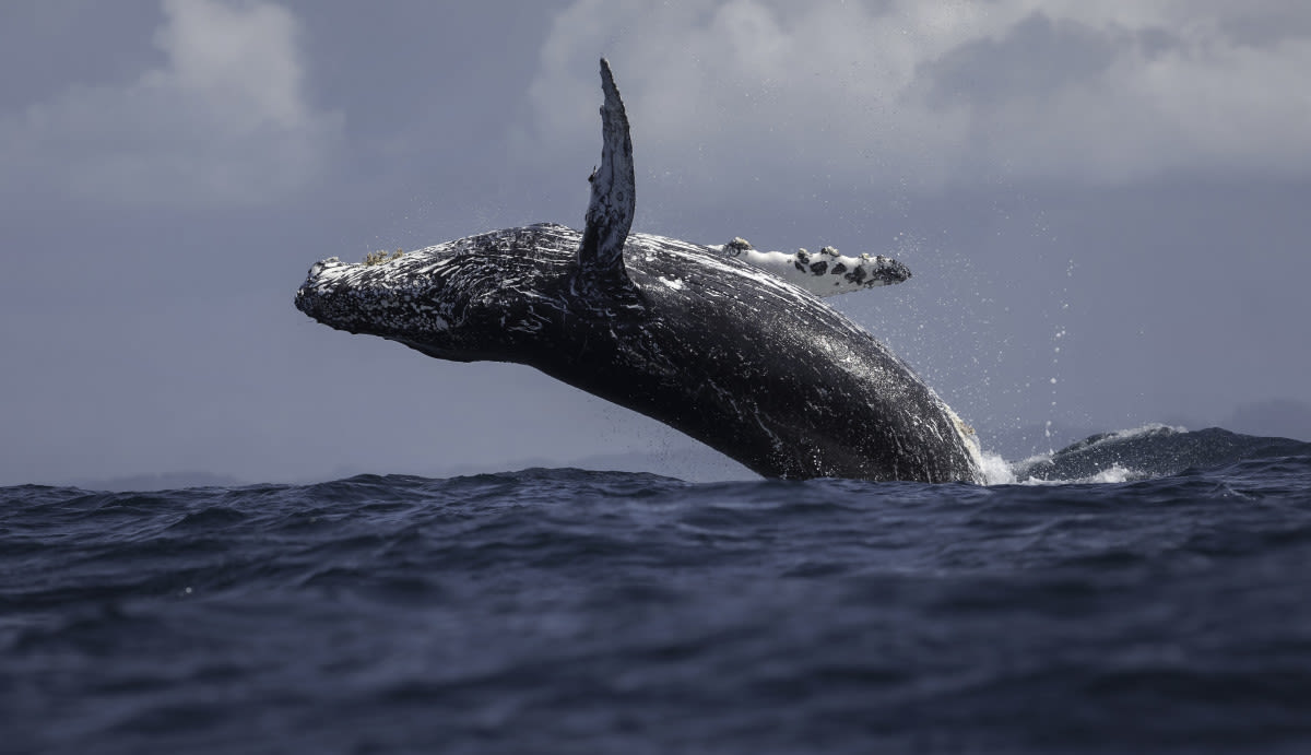 Massive Breaching Whale Smashes Fishing Boat in Wild Video