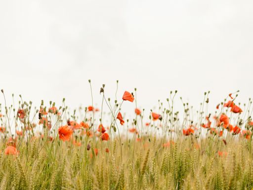 生活環境的重要性 研究：接觸綠化環境愈多或能減幼兒焦慮抑鬱 | am730