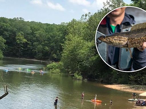 Rare snake-like fish that breathes air caught in Missouri for fourth time: 'Aggressive predators'