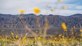 Tall flowers, dead shrubs, ephemeral lake: Death Valley has become a picture of climate whiplash