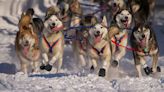 Iditarod Sled Dog Race: 2 Dogs Dead, PETA Calls for Cancellation