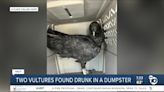 Fact or Fiction: Two birds found drunk inside dumpster?