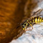 How to Get Rid of Yellow Jackets for Good in 7 Simple Steps