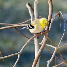 Little Yellow Bird Yellow Finch Photograph by LeeAnn McLaneGoetz ...