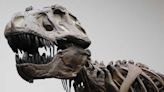 Al parecer, el “Tyrannosaurus rex” no era tan listo como dijeron unos científicos