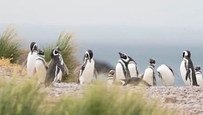 De Messi a Bizarrap, así se llaman los pingüinos que se pueden rastrear minuto a minuto mientras migran en el mar