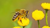 Sustainable Saratoga putting on Pollinator Palooza