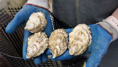 Canadian Food Inspection Agency investigating after parasite found in P.E.I. oysters