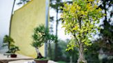 Spring Bonsai Festival planned for Dauphin County location in April