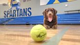 Highlands Ranch school therapy dog has a ball celebrating 9th birthday