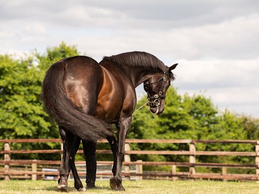 Wizard casts his spell at Down Royal for first-season sire Arizona