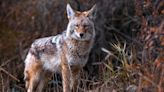 Pennsylvania Game Commission Mulls Ban on Hunting Coyotes with Dogs During Fall Big Game Seasons