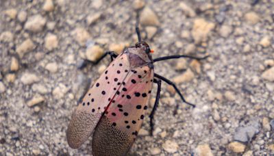 Spotted lanternflies, more visible again lately, are in a ‘boom-bust cycle’; what comes next?