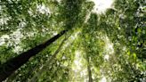 How rethinking carbon markets can forge a path to the green transition | GreenBiz