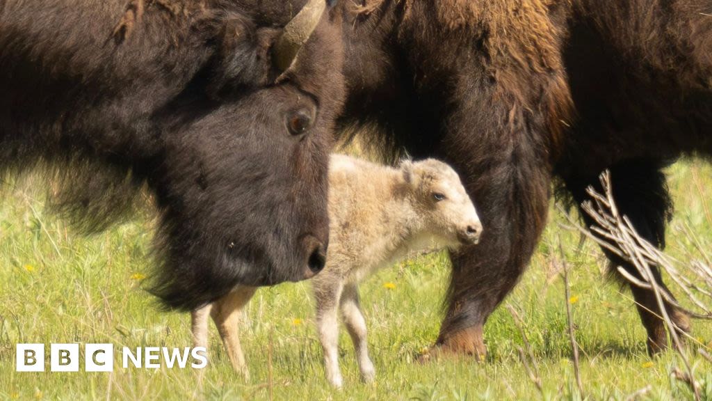 Sacred buffalo calf offers hope amid efforts to revive species