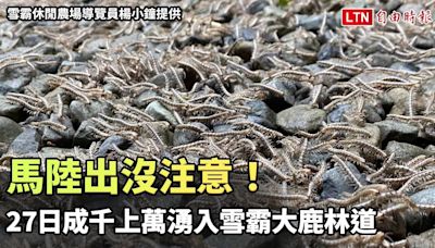 發生什麼事？馬陸出沒注意！27日成千上萬湧入雪霸大鹿林道（雪霸休閒農場導覽員楊小鐘提供） - 自由電子報影音頻道