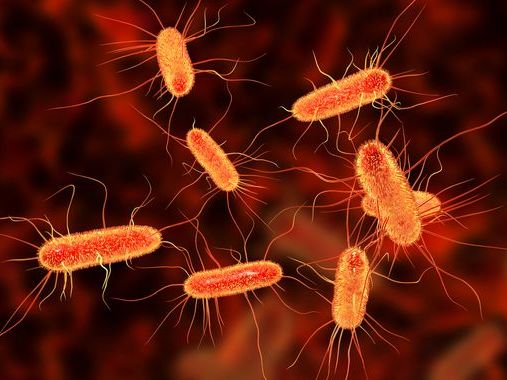 E.coli outbreak: 86 people taken to hospital