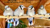 Stop, check, before ‘helping’ baby birds