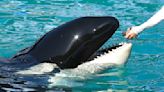 Un acuario de Florida liberará a una orca tras más de 50 años en cautiverio
