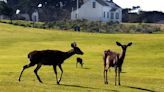 Fawning season begins on the Central Coast