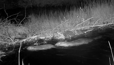 See footage of first beaver born on Northumberland estate for 400 years