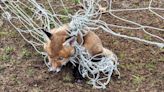 Garden goal net warning as West Yorkshire fox cubs get in a tangle