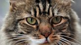 Covid strain that killed 8,000 cats found in UK. Here are the symptoms and warning signs to look out for