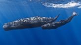 Sperm whale language more complex than previously thought, scientists say