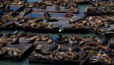 Sea lion surge at San Francisco’s Pier 39