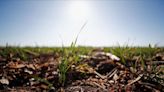 En contexto de guerra y sequías globales, Argentina apuesta a trigo genéticamente modificado