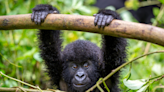 Baby Gorilla at Prague Zoo Delights Guests as She Makes ‘Funny Faces'