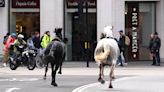 2 military horses that broke free and ran loose across London are in serious condition