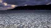 Miles de toneladas de sardinas muertas saturan playa en norte de Japón