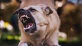 ¿Existen razas de perros consideradas peligrosas? Todo lo que debes saber en la voz de un especialista
