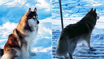 Dog TikTok Star Living Near the North Pole Plays in 24/7 Sunshine: 'Living His Best Life' (Exclusive)