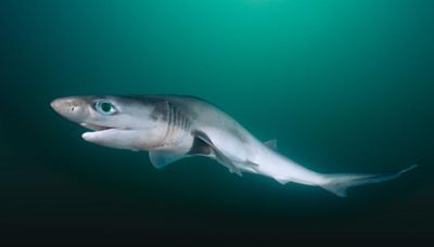 ‘Cocaine sharks’ throng Brazilian waters as drug enters ecosystem