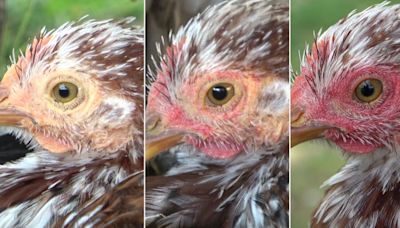 Hens blush when excited or scared, study finds