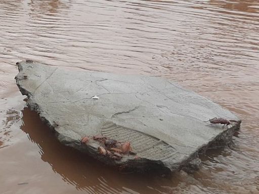 Em Porto Alegre, baratas invadem ruas do centro após inundação | Brasil | O Dia